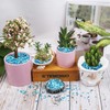 Wirow Small Natural Dyed Crushed Shells Bulk Crushed Shells for