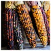 Everwilde Farms - 1 Oz Wampum Ornamental Corn Seeds -