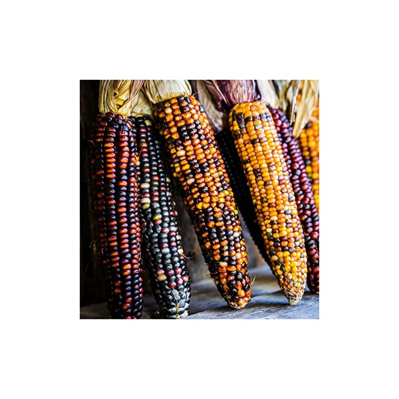 Everwilde Farms - 1 Oz Wampum Ornamental Corn Seeds -