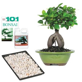 Brussel's Bonsai Live Ginseng Grafted Ficus Indoor Bonsai Tree Gift Set - Small, 4 Years, 6 to 8 in - Ceramic Bonsai Pot, Fertilizer, and Humidity Tray
