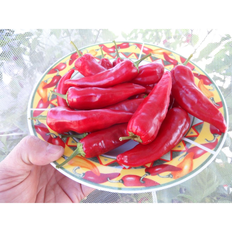 Chile De Agua Pepper Seeds 10+ Seeds