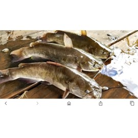 Grandpas Old Bullhead Catfish Carp eel Two RECIPEs ONLY Not Physical Bait...
