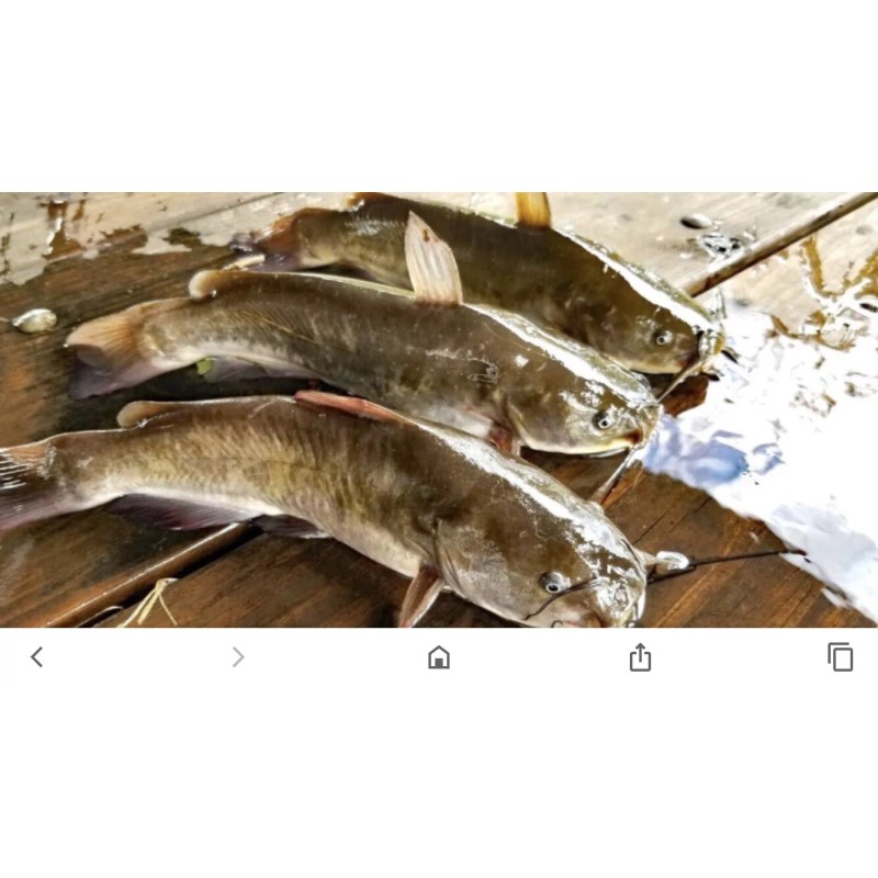 Grandpas Old Bullhead Catfish Carp eel Two RECIPEs ONLY Not