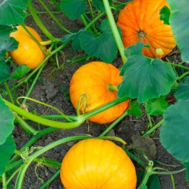 Back To Nature Seed Company Sugar Pie Pumpkins - Organic Seeds - Non Gmo - Heirloom Seeds – Pumpkin Seeds  - 50 Seeds