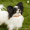 Amberta Amber Collar for Dogs and Cats | Amber Necklace