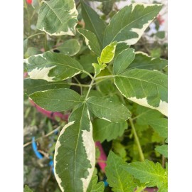 Does Not Apply Vence Batalla (Win the Battle) Dried Herb for Victory and Prosperity - - 0.25 Oz