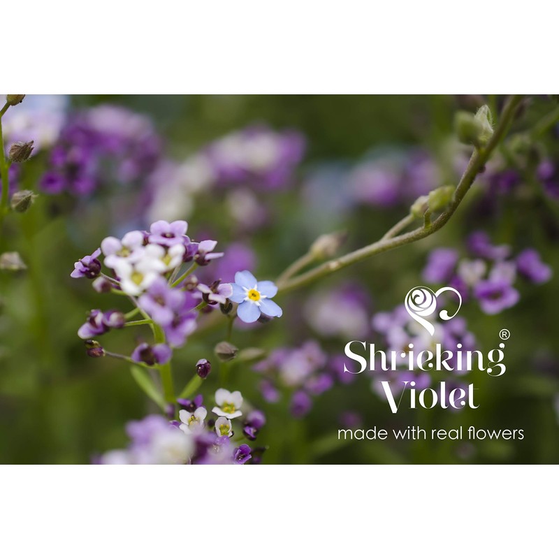 Shrieking Violet 925 Sterling Silver Teardrop Real Flower Stud Earrings