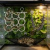 Snake Climbing Rings & Climbing Rope, Snake Reptile Hammock for
