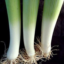 Organic American Flag Leek Seeds - 1/4 LB ~44,000 Seeds - Non-GMO, Open Pollinated, Heirloom, Vegetable Gardening Seed