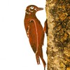 Elegant Garden Design Woodpecker, Steel Silhouette with Rusty Patina