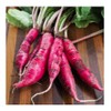 China Rose Pink Radish Seeds, 125 Heirloom Seeds Per Packet,