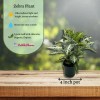 Florida House Plants Zebra Plant, Aphelandra squarrosa, Zebraplant in a