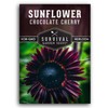Chocolate Cherry Sunflower Seeds - Size: 5 Packets