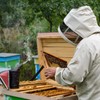 Bee Smoker Pellets Beekeeping Tools - 108 Packs, Bee Hive