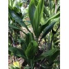 Hawaiian Green Ti Leaf Fresh Cuttings 6inch Starter Logs x6