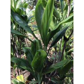 Hawaiian Green Ti Leaf Fresh Cuttings 6inch Starter Logs x6