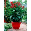 10 Seeds Red Canna Lily Indica | Indian Shot Arrowroot