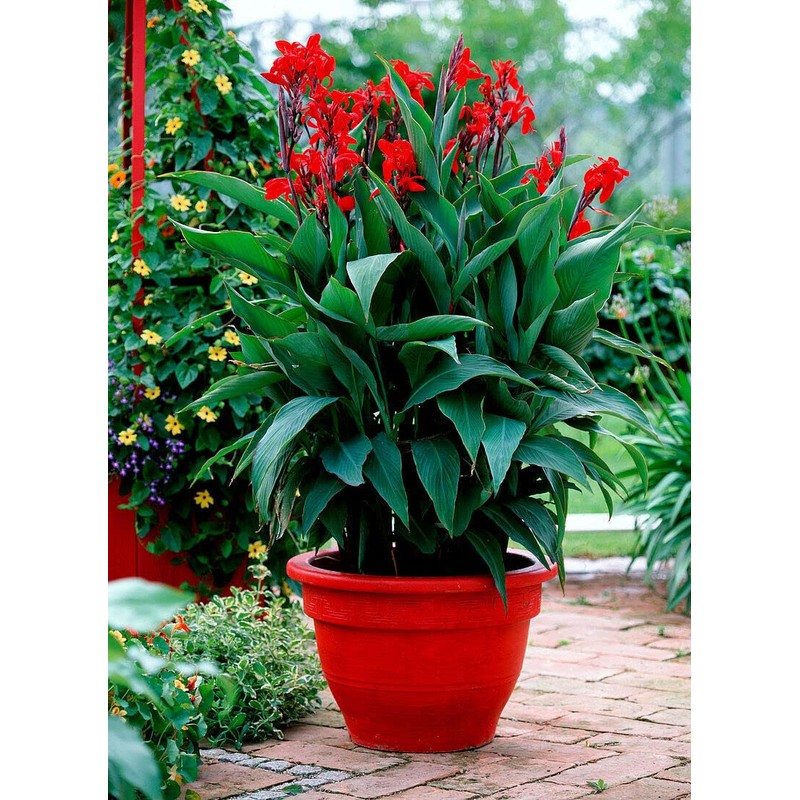 10 Seeds Red Canna Lily Indica | Indian Shot Arrowroot