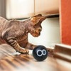 Cat Toy Ball | Interactive Cat Ball | Fun Kitten