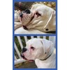 Squishface Flexible Silicone Dog Wrinkle Paste Applicator - Gentle Paste