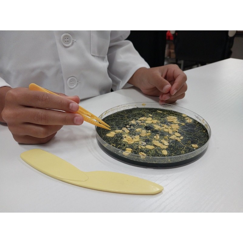 Liquid Fungi Pet Blob Home School Science Kit Complete with