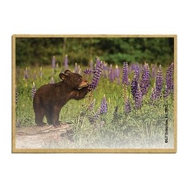 Wildlife Photography Magnet Series – Curious Cub on a Log Rustic Nature Photography Magnets for Fridge, Office, Cooler, Cabin Decor 2.5 x 3.5 inch (SJT09601)