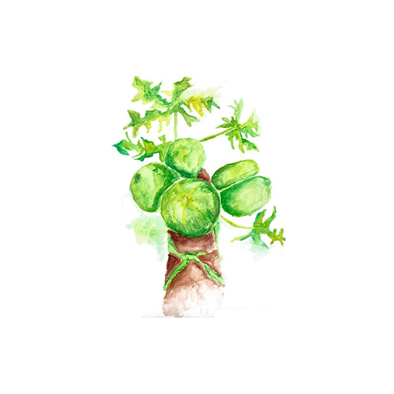 Maui Medicinal Herbs Green Papaya Fruit Powder 2oz Zip-Pouch