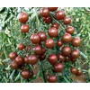 30+ Black Cherry Tomato Seeds, Heirloom Non-GMO, Low Acid, Indeterminate,