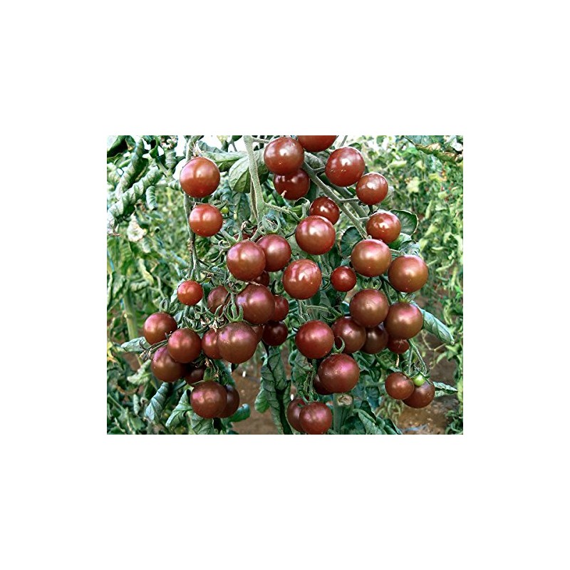 30+ Black Cherry Tomato Seeds, Heirloom Non-GMO, Low Acid, Indeterminate,