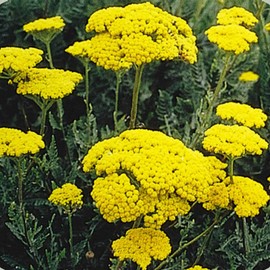Golden Yarrow Wildflower Garden Seeds - 250 Mg Packet ~1500 Seeds - Perennial Wild Flower Gardening Seeds