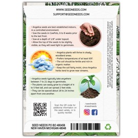 Seed Needs, Angelica Seeds - 300 Heirloom Seeds for Planting Angelica archangelica - Medicinal Herb for an Outdoor Garden, Non-GMO & Untreated (1 Pack)