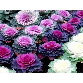 Colorful Japanese Ornamental Cabbage Osaka Mix Seeds for Planting Around 45 Seeds