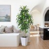 Artificial Dracaena Tree with White Tall Planter, 7ft Tall Potted