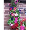 Bowry's Red Hanging Strawberry Flower Bag Planters - Pack of
