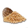 Eichkater Pine Nuts Medium Pack of 1 (1 x 500