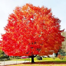 25+ Red Maple Seeds for Planting - Heirloom Maple Tree Seeds, Ideal for Landscaping and Garden