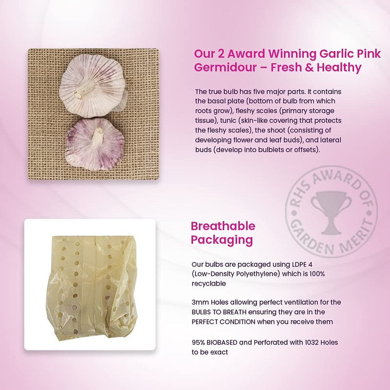 Garlic Set - Reliable Harvest - for Your Kitchen Garden