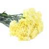 Cut Flowers - 200 stems Carnations - Fresh Flowers (Yellow)