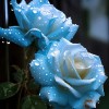 ZEshops 20pcs Broken Ice Blue Rose Seeds - Unveil the