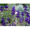 Earthcare Seeds Clary Sage Blue Monday 500 Seeds (Salvia horminum)