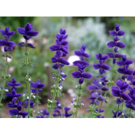 Earthcare Seeds Clary Sage Blue Monday 500 Seeds (Salvia horminum) Heirloom - Open Pollinated