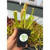 Sarracenia 'Bug Bat' - Red‑Hooded Carnivorous Pitcher Plant- Sarracenia Hybrid -