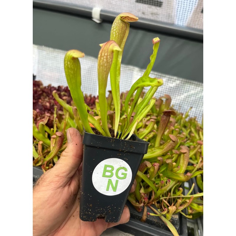 Sarracenia 'Bug Bat' - Red‑Hooded Carnivorous Pitcher Plant- Sarracenia Hybrid -