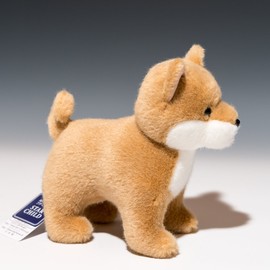 Shiba Inu Standing