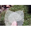 100 Pcs Bodhi Leaf Translucent Leaves Pho Bodhi Tree Veined