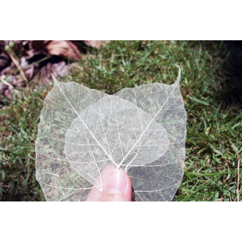 100 Pcs Bodhi Leaf Translucent Leaves Pho Bodhi Tree Veined