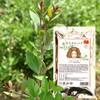 Botanihair Queen Botanihair Organic AAA Salon Exclusively from Sojat [Hair