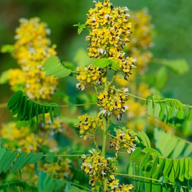 Outsidepride Wild Senna - 100 Seeds