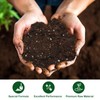 Doter All-Natural Potting Soil for Anthurium & Indoor Plants 2qt