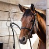 Dunzy 2 Sets Horse Tie Ring, Horse Tack and Supplies